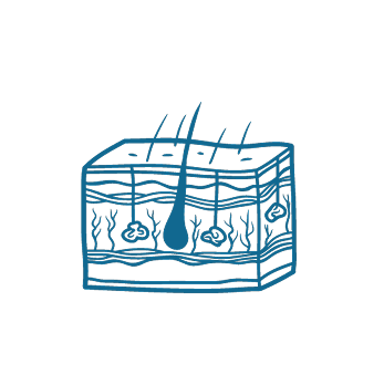 icon In Vitro Dermal Models