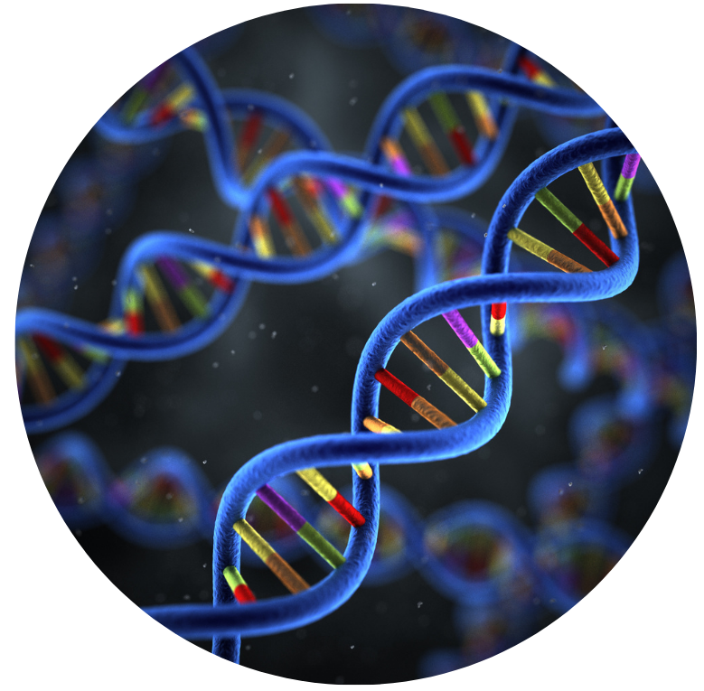 DNA molecules on dark blue background with colored base pairs