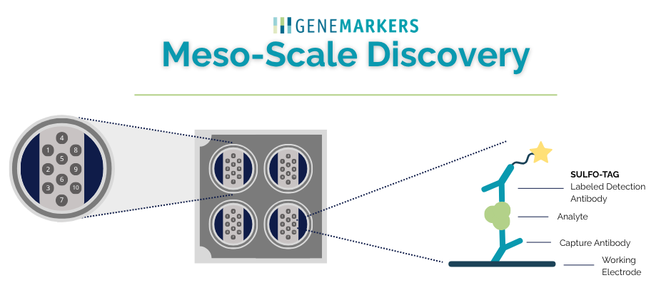 Images shows a 10 spot-well plate and an analyte with a SULFO-Tag Labeled Detection Antibody, demonstrating how Meso Scale Discovery works and its multiplexing capabilities.
